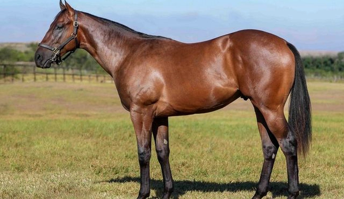 Chief Commander - current Spies Racing ownership opportunity